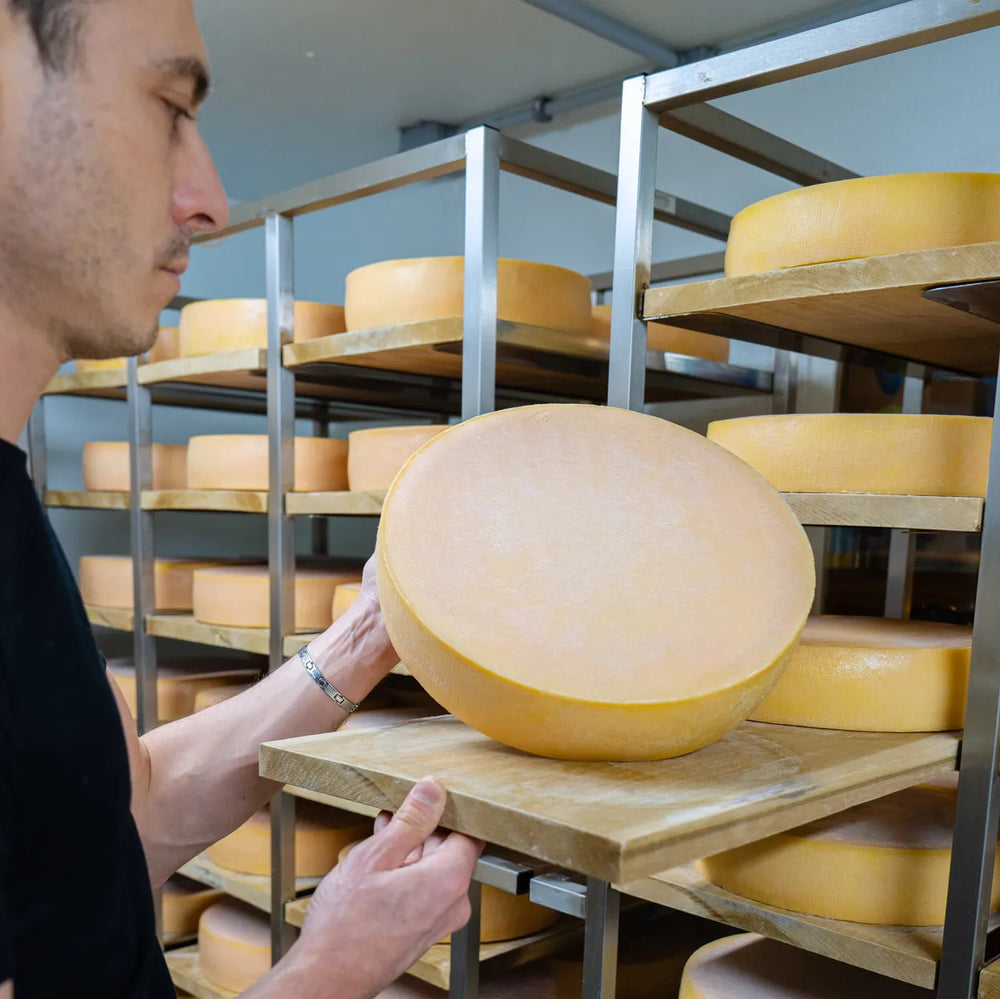 orphee looking at aging cheese wheel